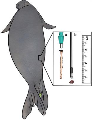 Age group differences in blubber fatty acid profiles in northern elephant seals (Mirounga angustirostris)